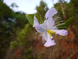 Image of Capparis zeylanica L.