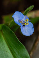 صورة Commelina forskaolii Vahl