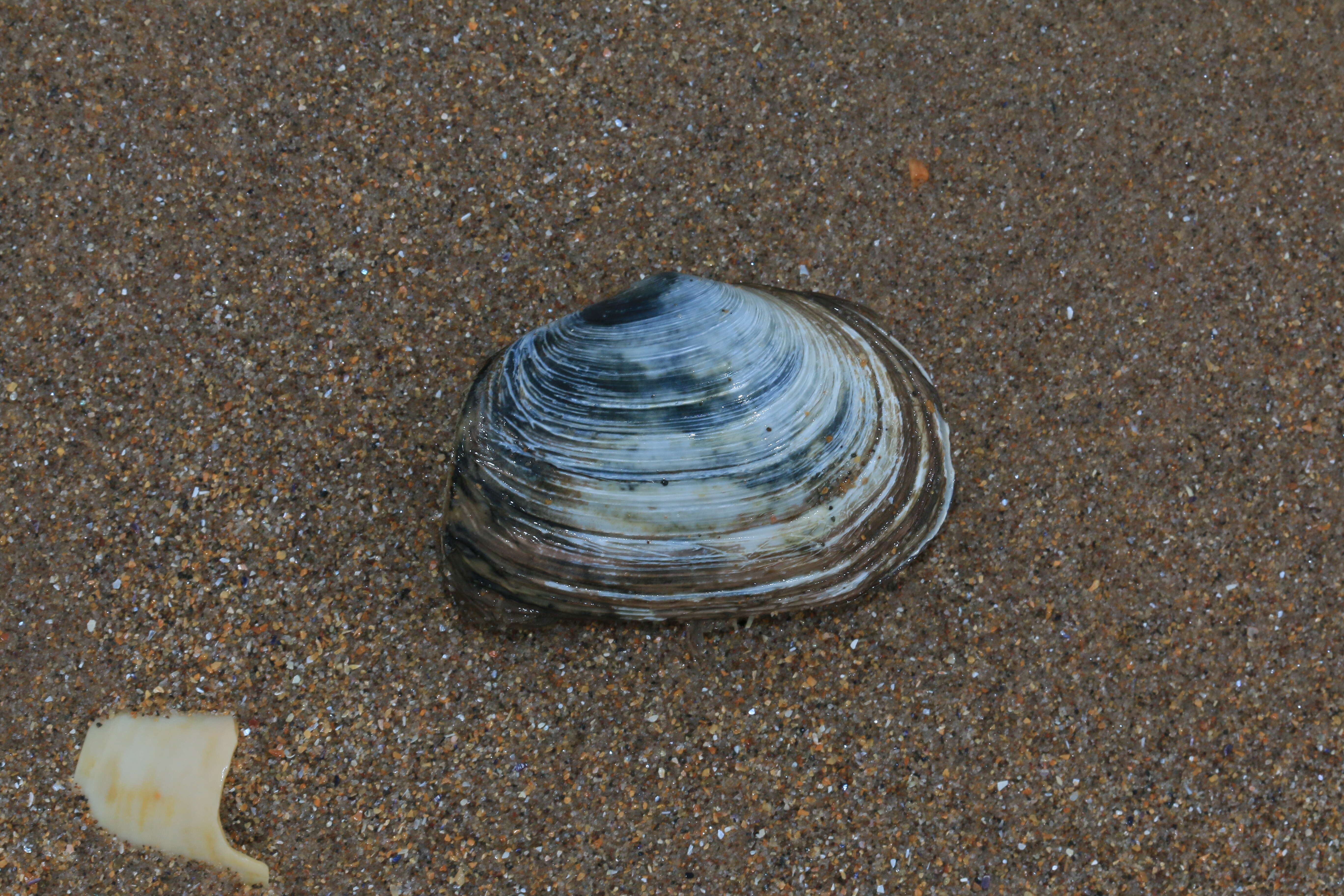 Image of Soft-shelled clam