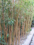 Image of sulphur bamboo