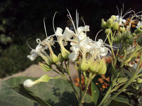 Image of Clerodendrum infortunatum L.