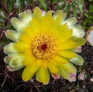 Image of Echinopsis densispina Werderm.