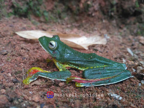 Image of Malabar Gliding Frog