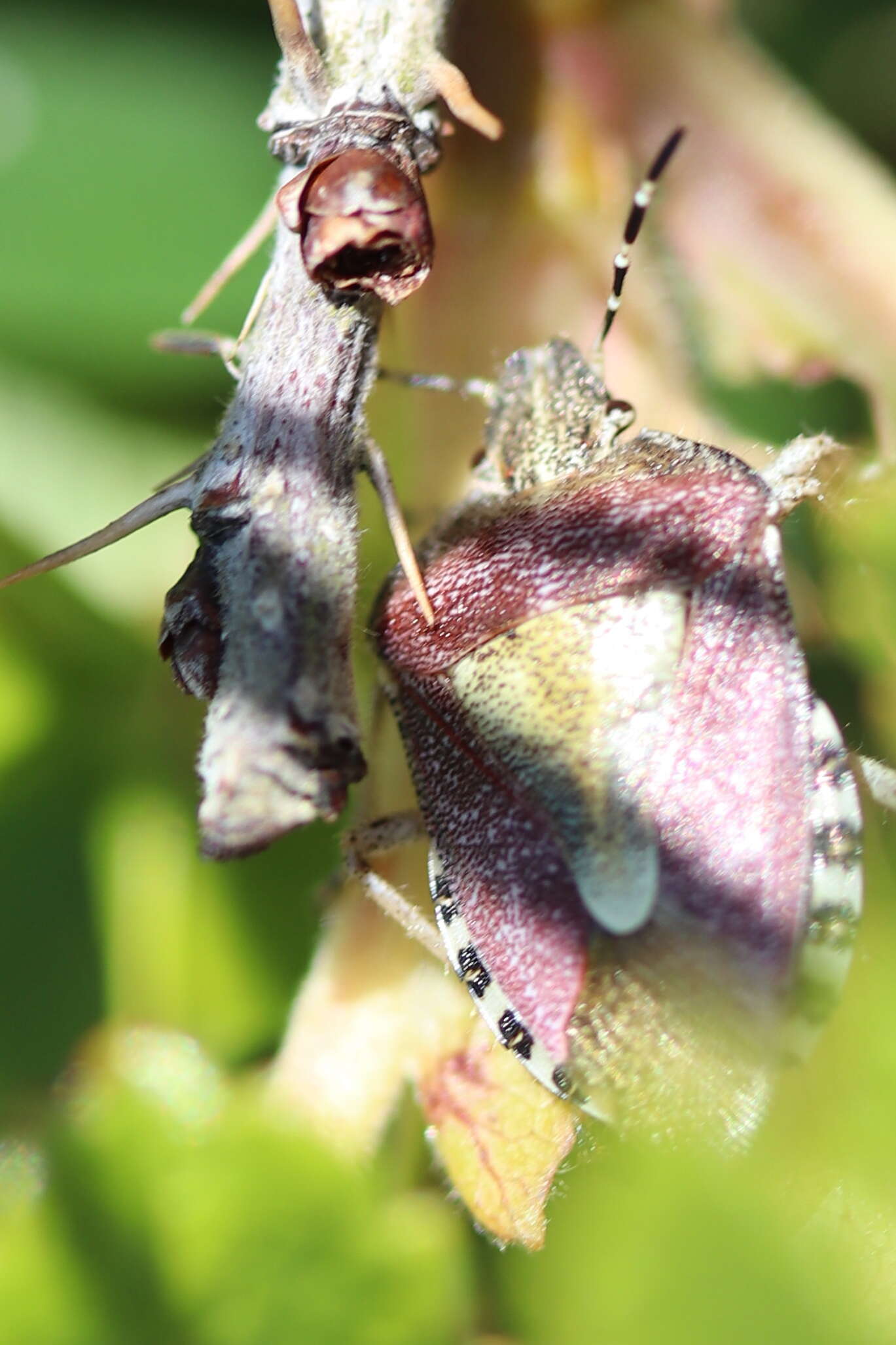 Image of sloe bug