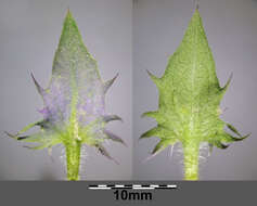 Слика од Melampyrum nemorosum L.