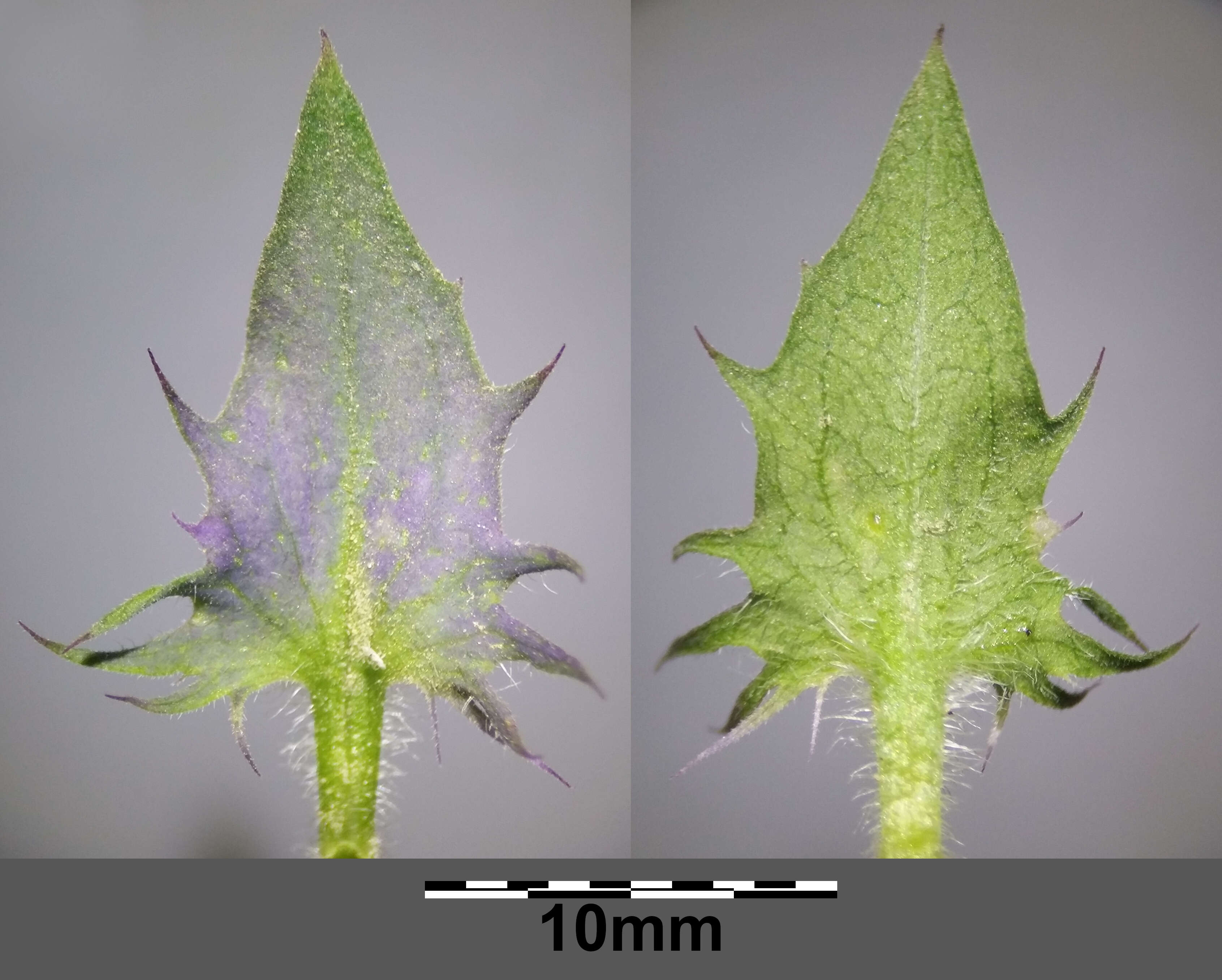 Слика од Melampyrum nemorosum L.