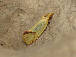 Image of Agapeta