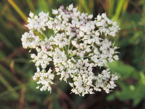 Image of little-leaf angelica