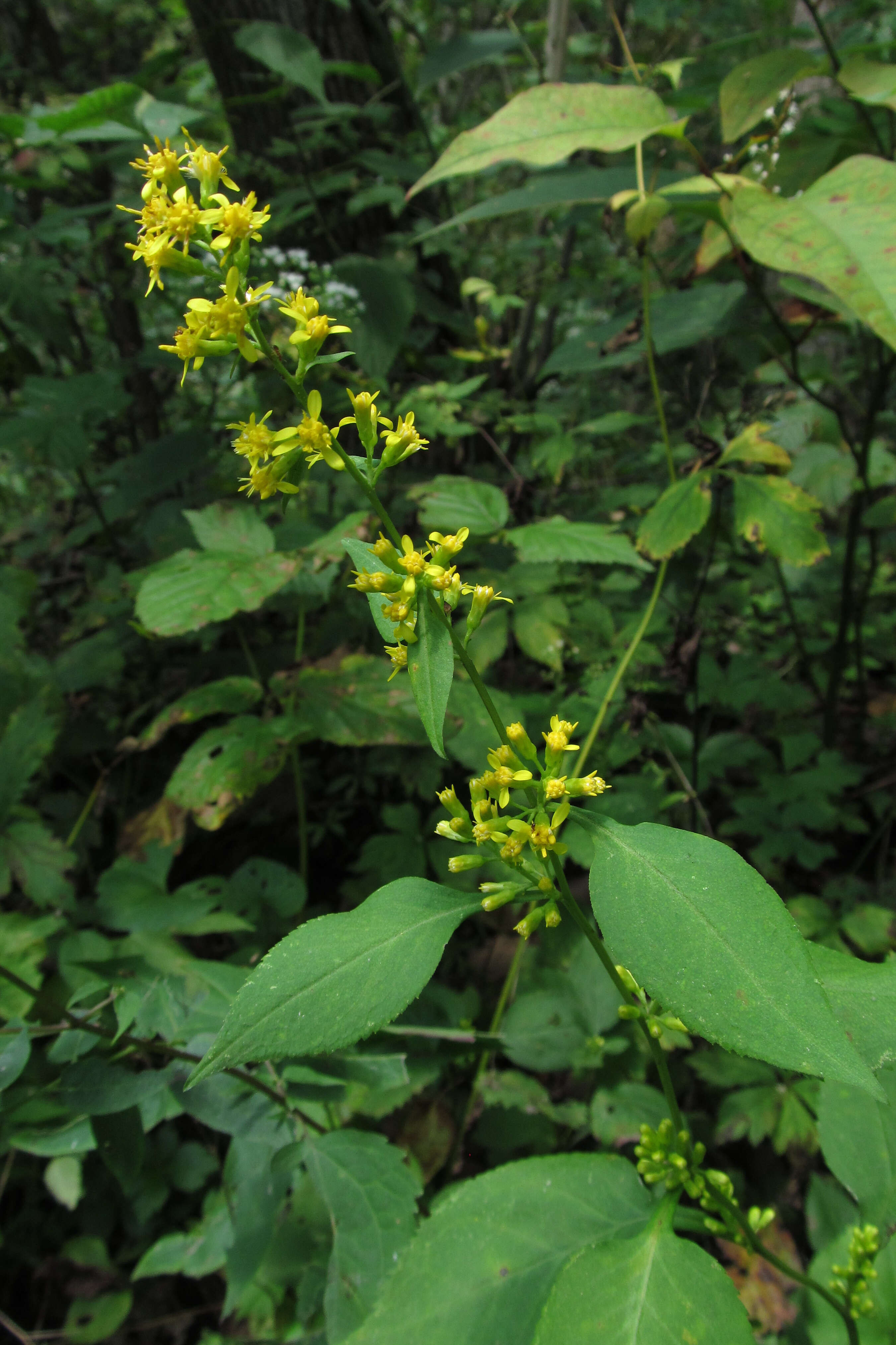 Image of Broad-leaved goldenrod