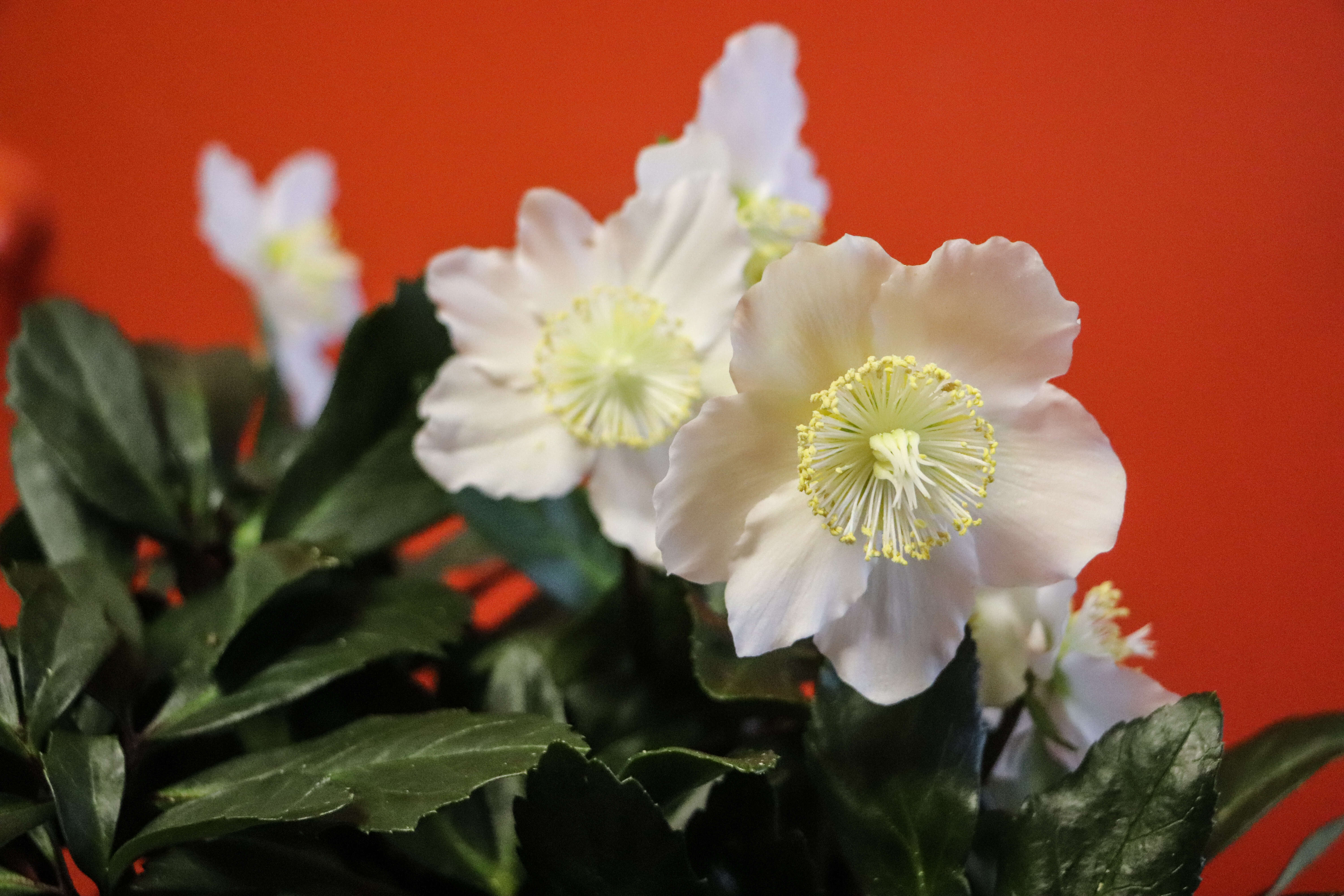 Image of Hellebore