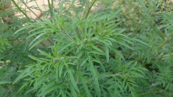 Image of annual ragweed