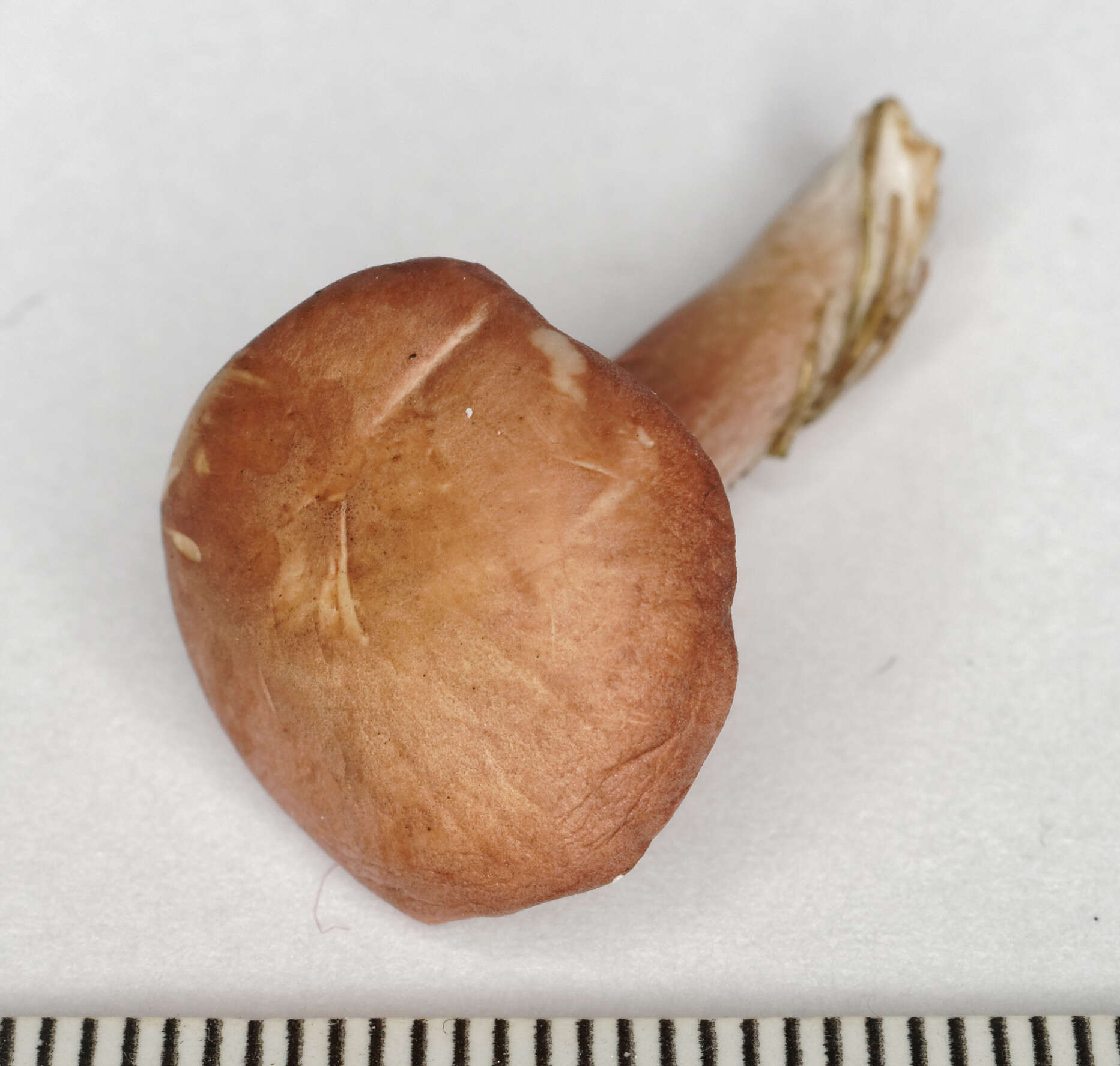 Image of Calocybe carnea