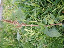 Image of largefruit amaranth