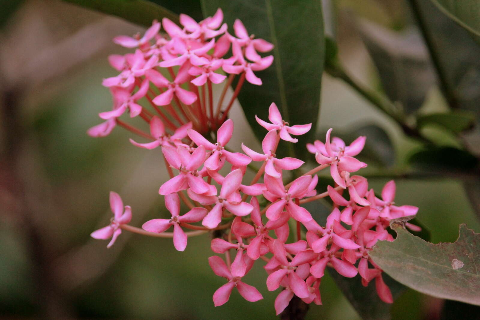 Image of ixora