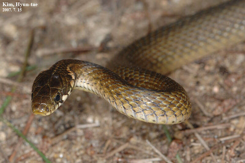 Image of Japanese Keelback