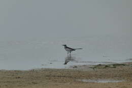 Image of African Pied Wagtail