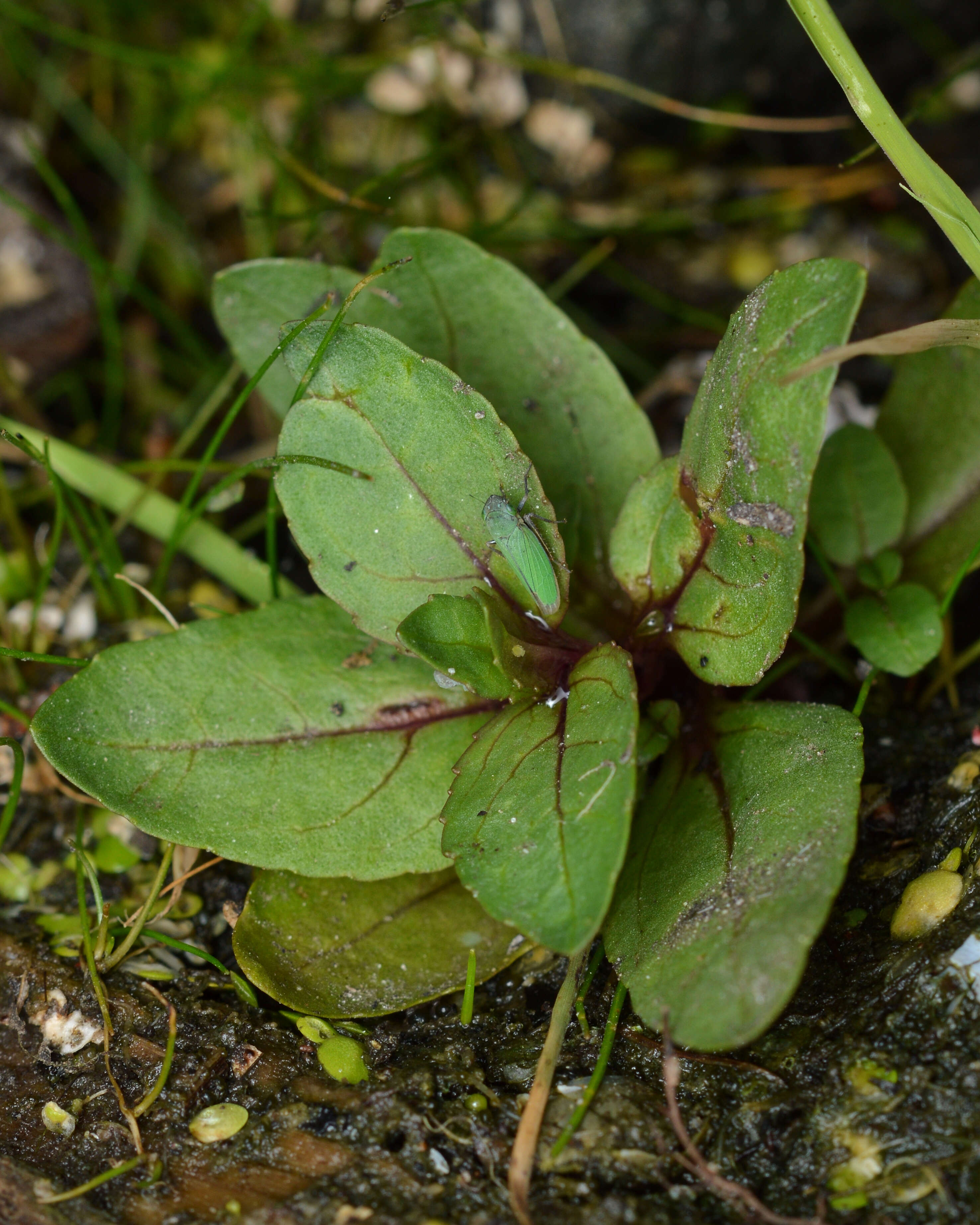 Image de Auchenorrhyncha