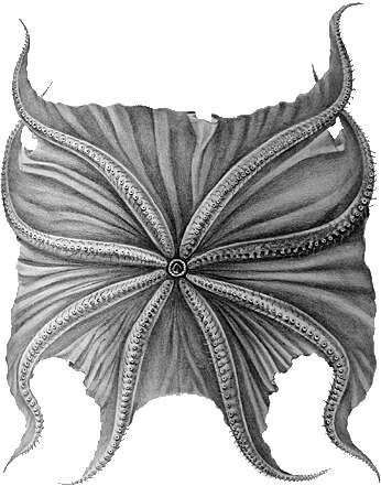 Image of Grimpoteuthis pacifica (Hoyle 1885)