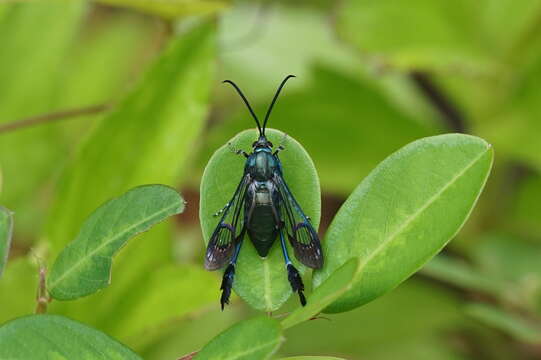 Image of Macrotarsipus