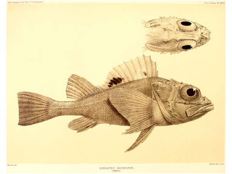 صورة Sebastolobus macrochir (Günther 1877)