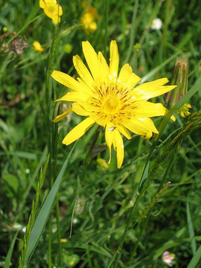 Image de Tragopogon orientalis L.