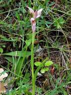 Image of Small-flowered serapias