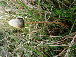 Plancia ëd Psilocybe semilanceata (Fr.) P. Kumm. 1871