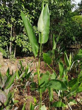 Image of arrowroot