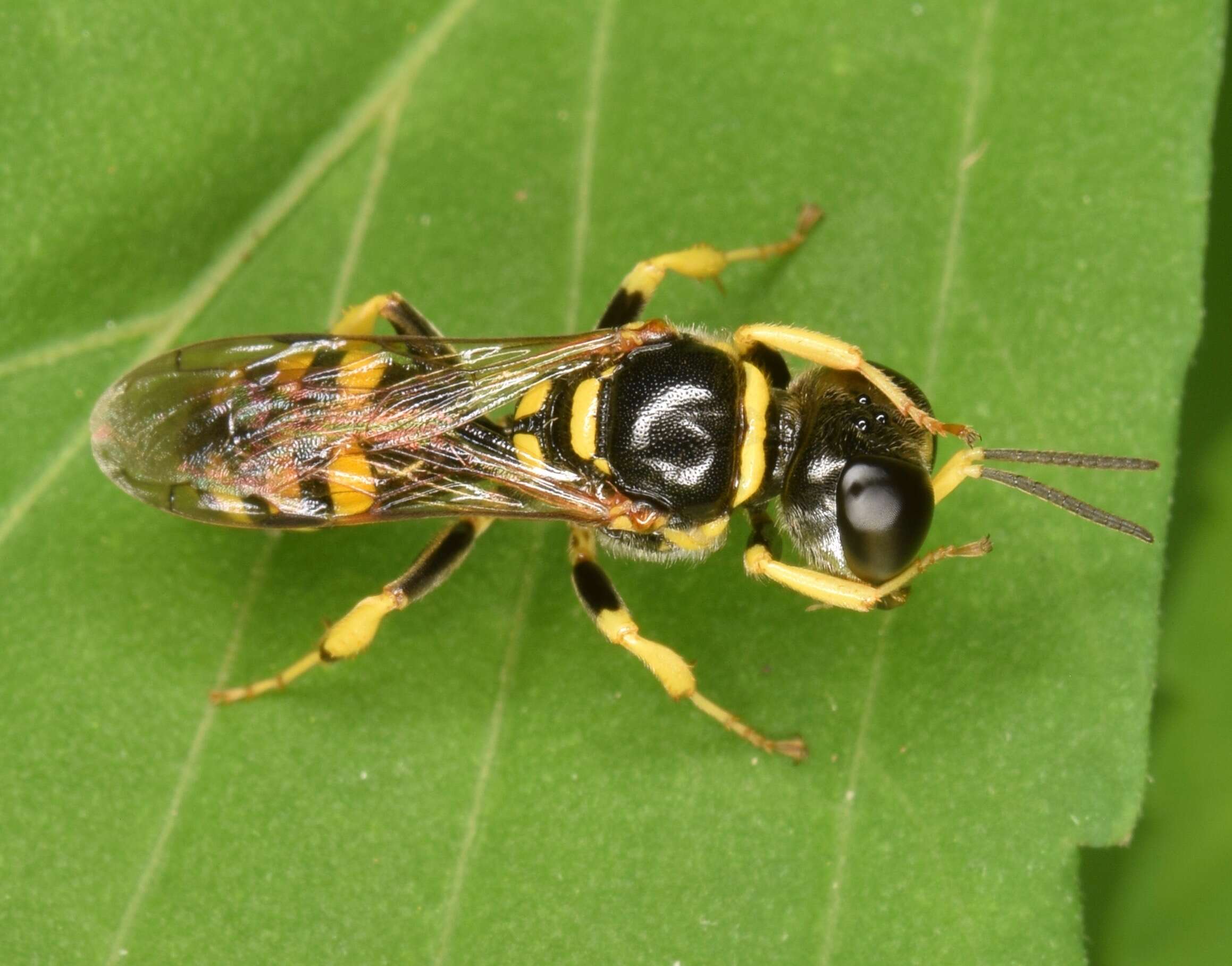 Image de Crossocerus nitidiventris (W. Fox 1892)