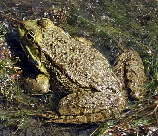 Image of Eurasian Marsh Frog