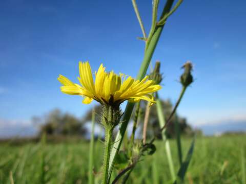 Image of hawkweed oxtongue