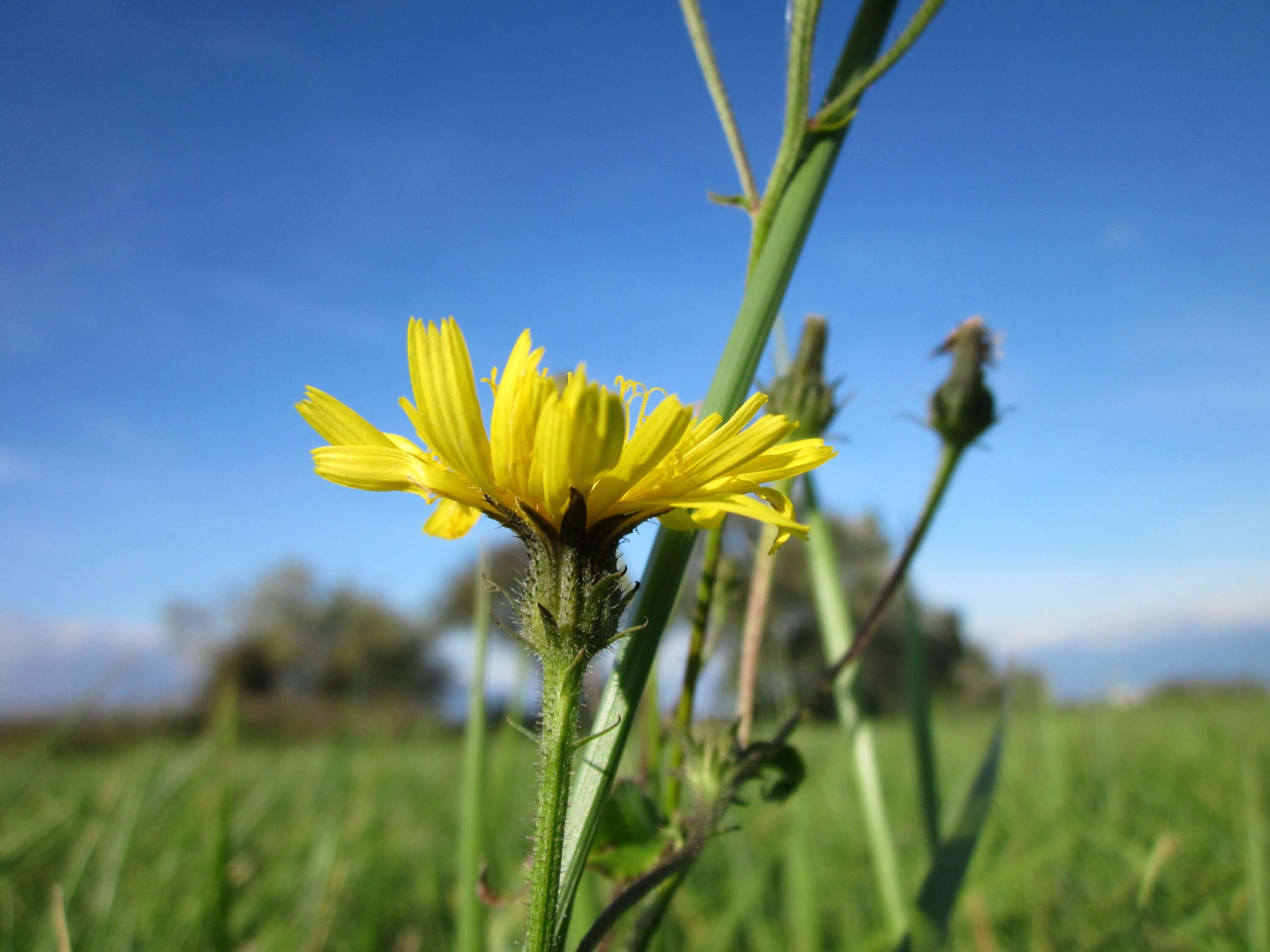 Слика од Picris hieracioides L.