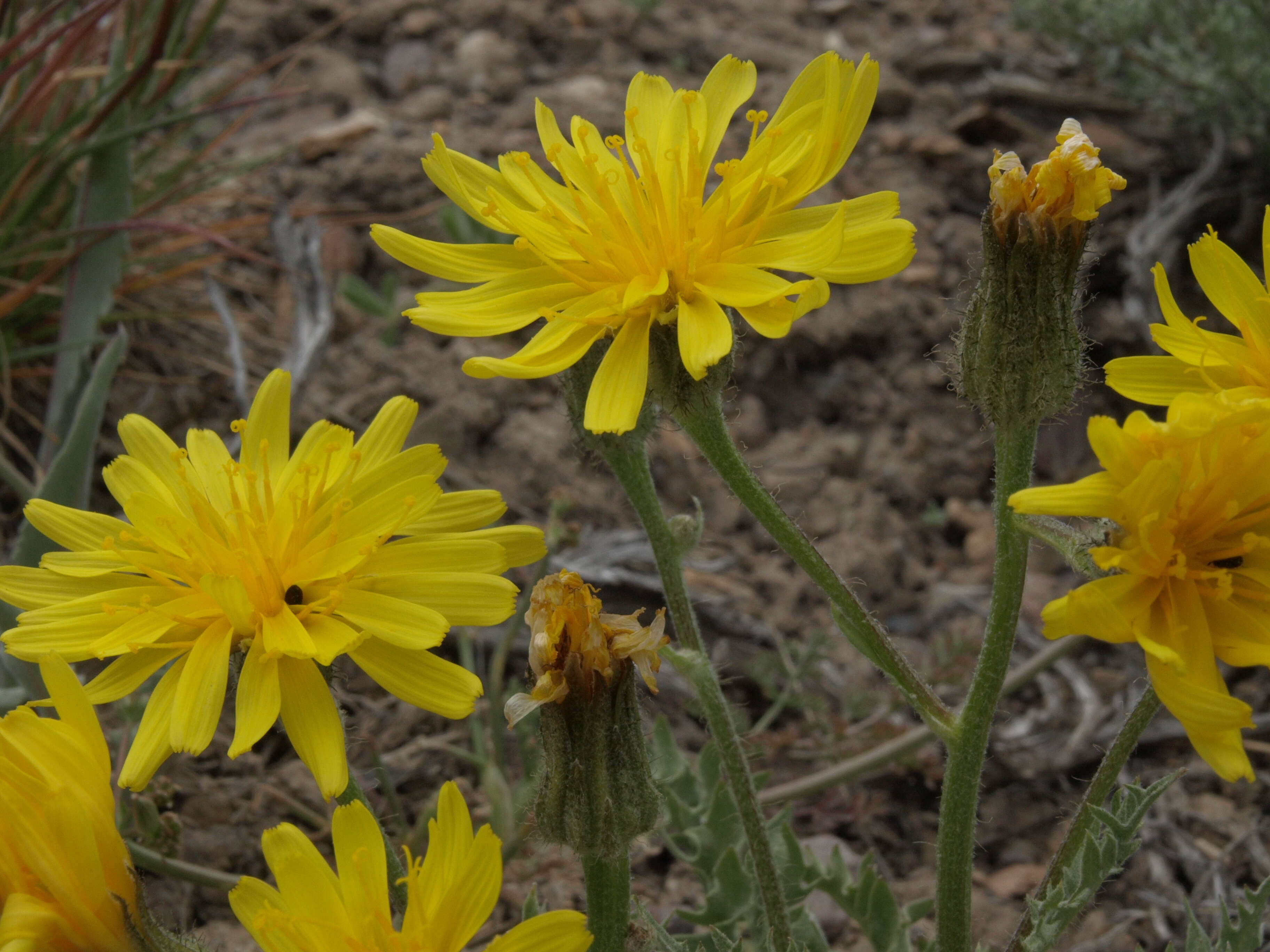 Image of largeflower hawksbeard