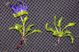 Image of Horned Rampion