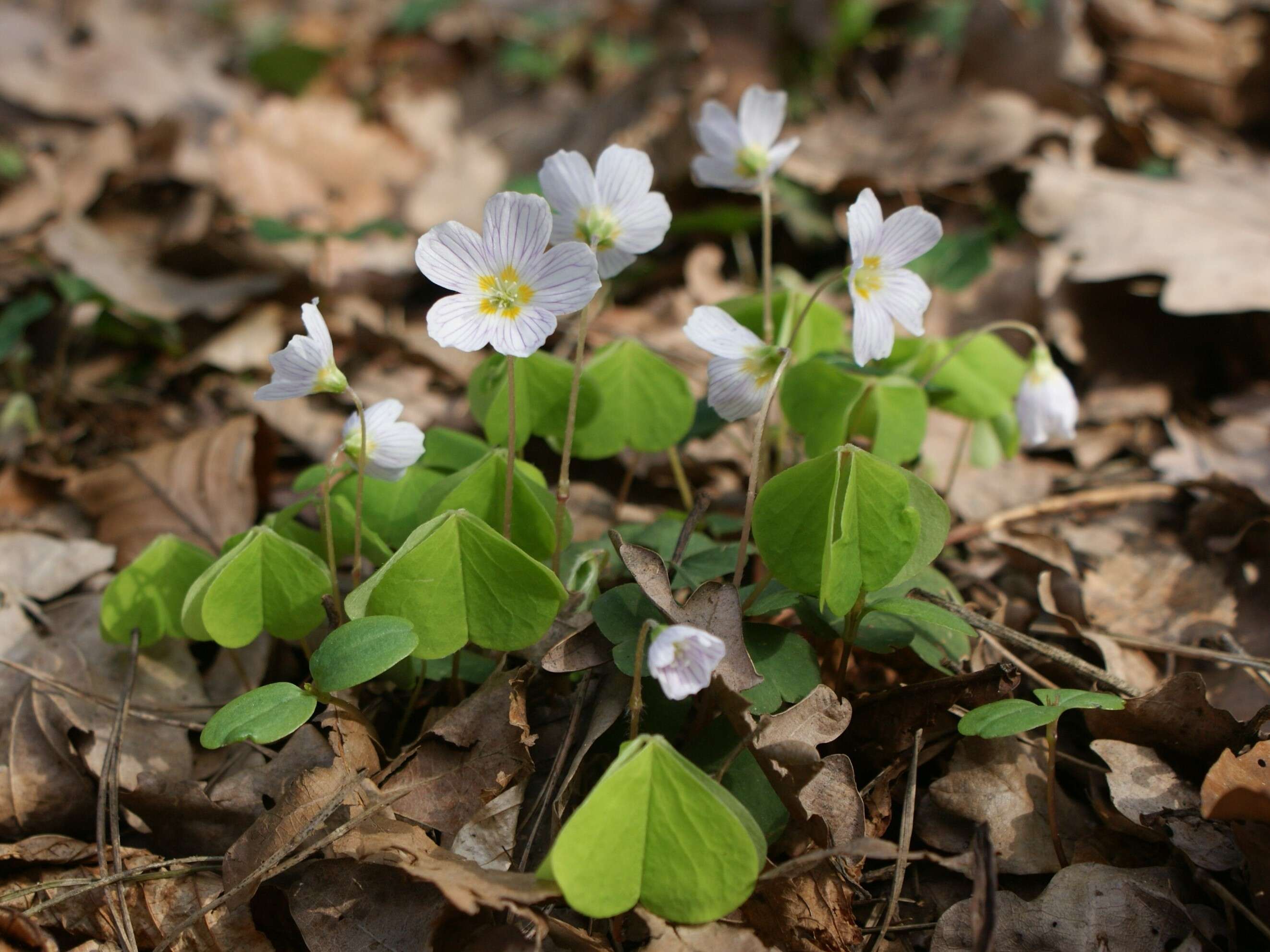 Imagem de Oxalis acetosella L.