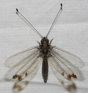 Image of Four-spotted Owlfly