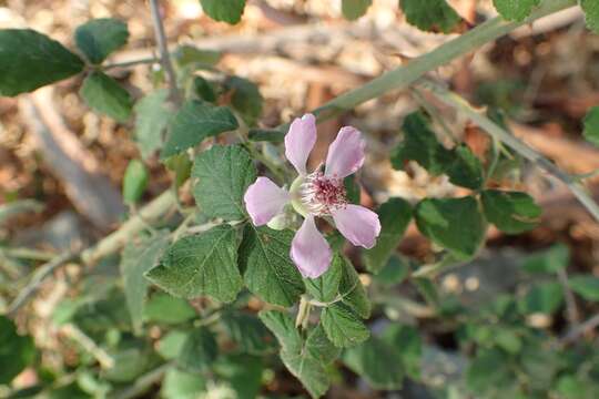 Слика од Rubus sanctus Schreb.