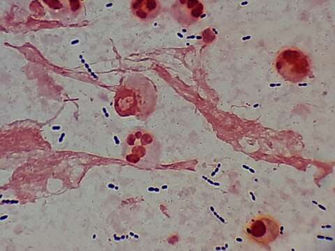 Image of Bacteria