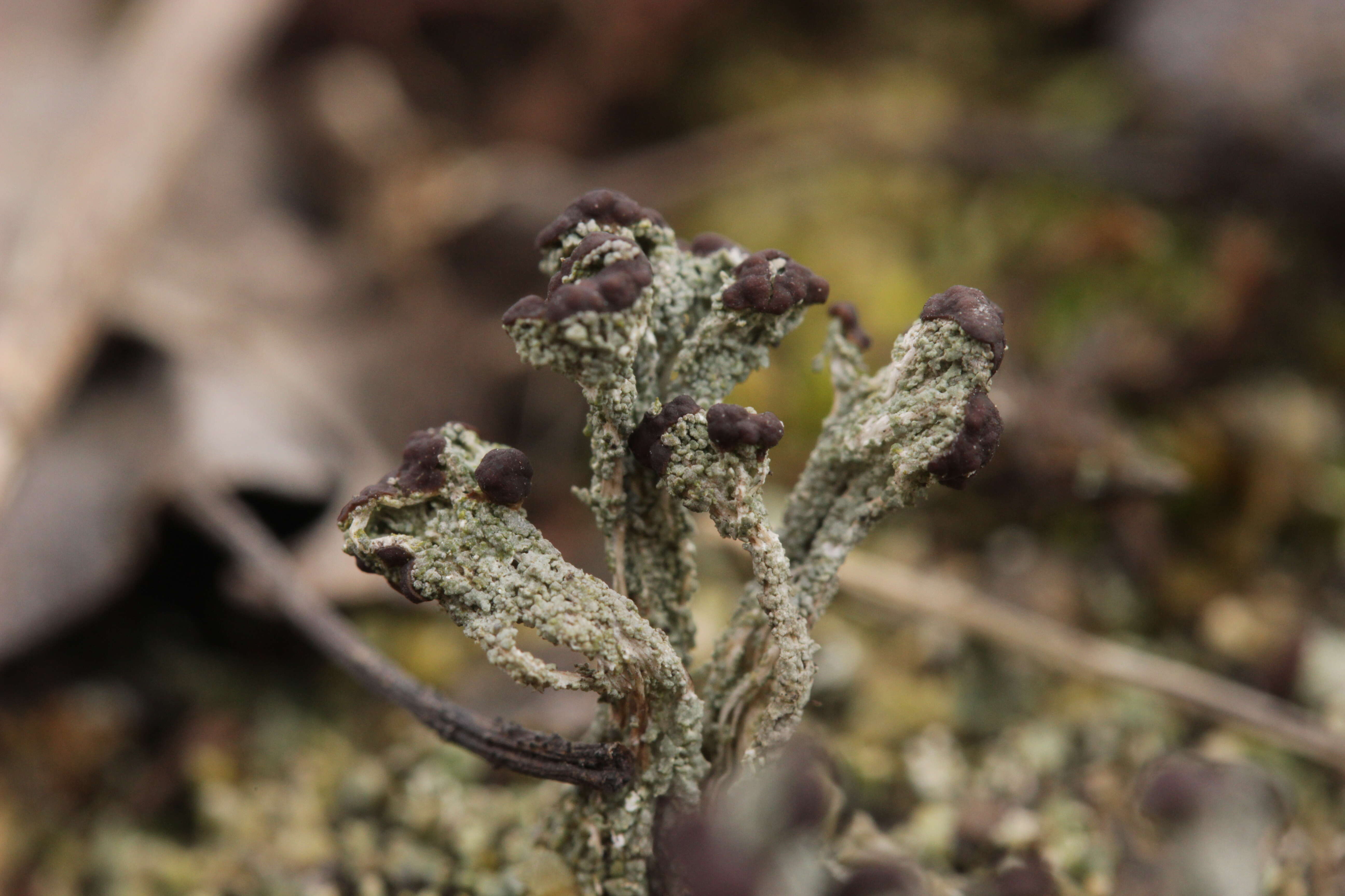 Image of cup lichen