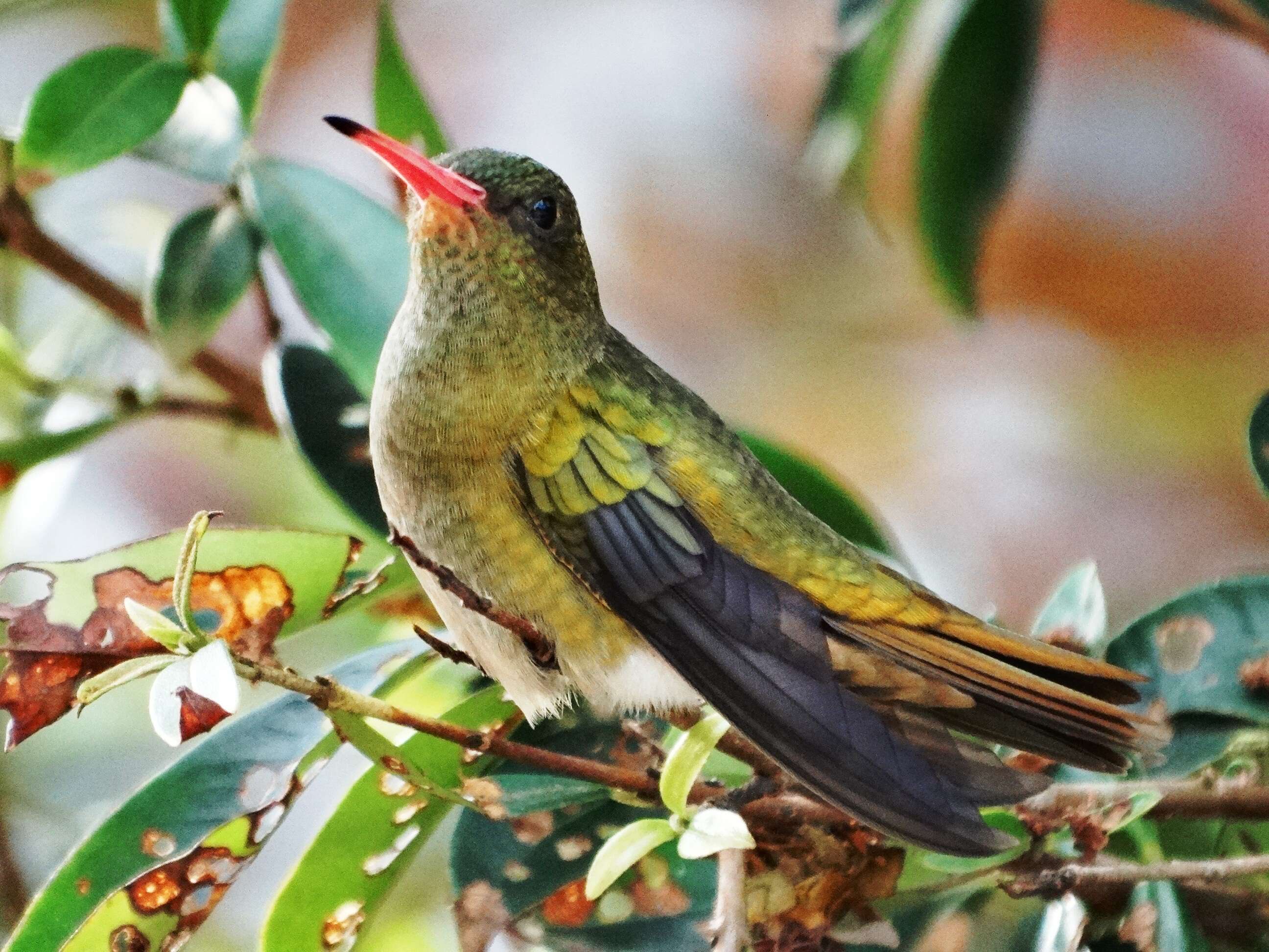 Image of Gilded Hummingbird