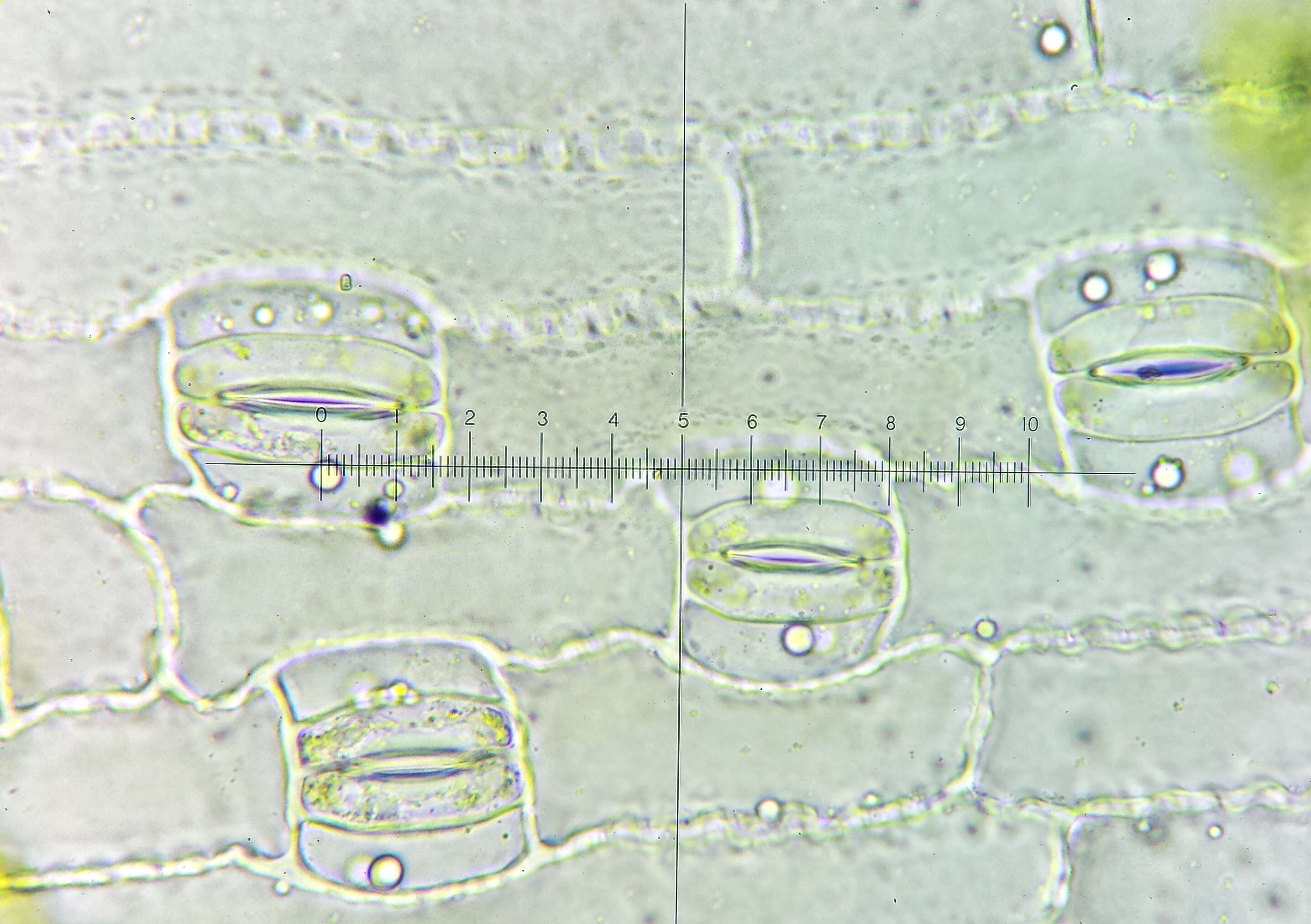 Imagem de Luzula multiflora (Retz.) Lejeune