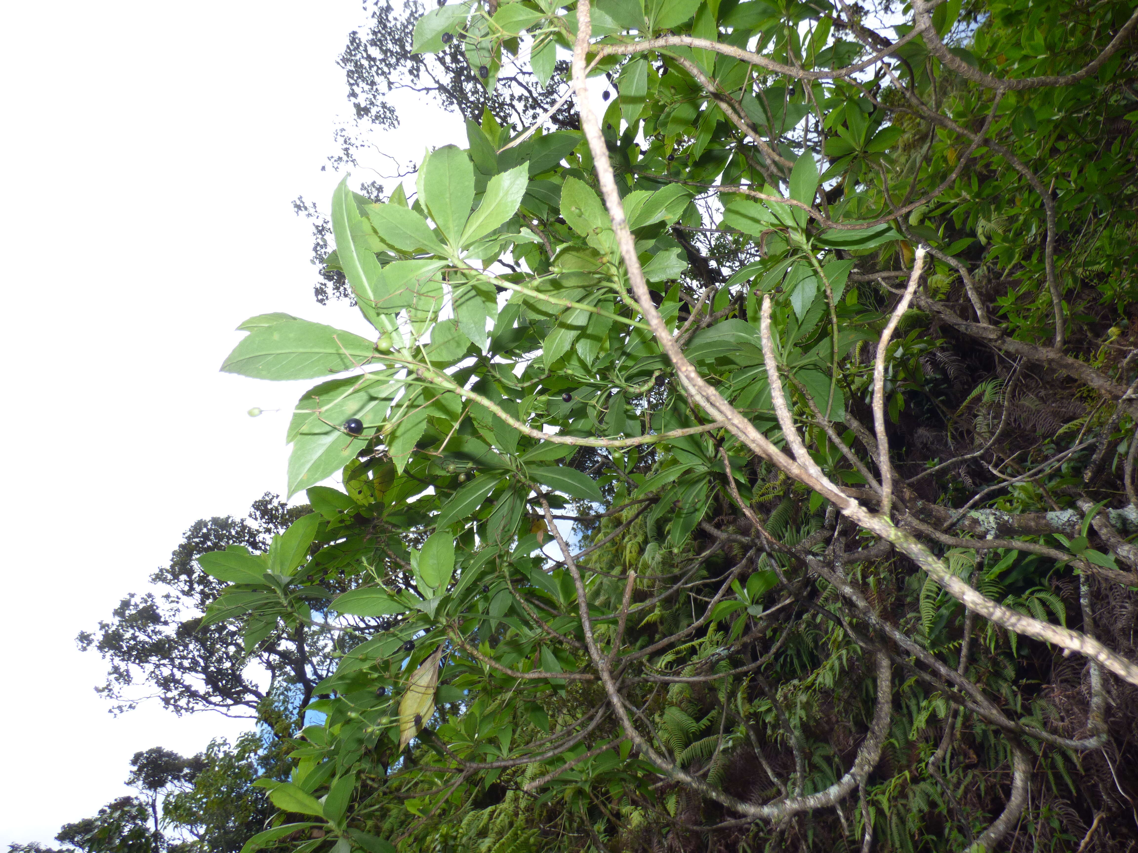 Imagem de Scaevola chamissoniana Gaud.