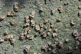 Image of peppermint drop lichen