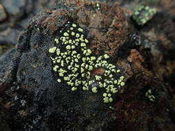 Image of Yellow map lichen;   World map lichen