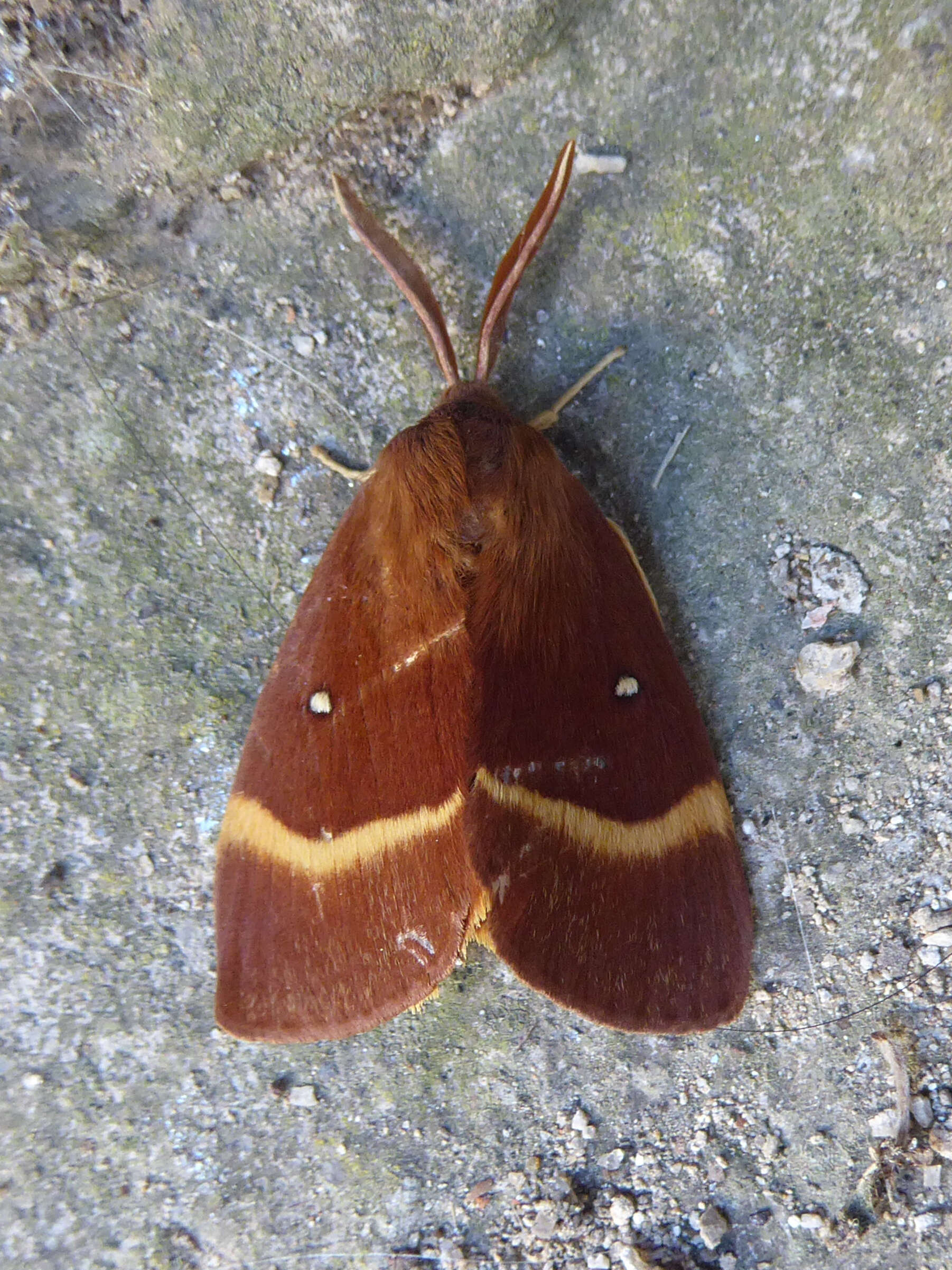 Image of oak eggar