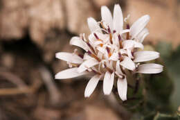 Plancia ëd Acourtia nana (A. Gray) Reveal & R. M. King