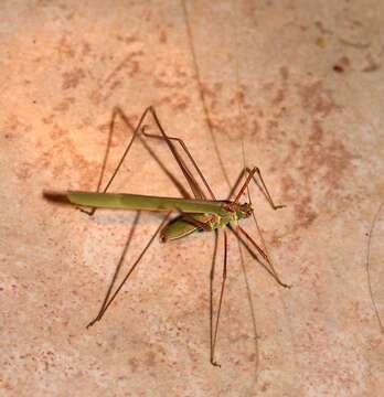 Image of Thread-legged Katydids