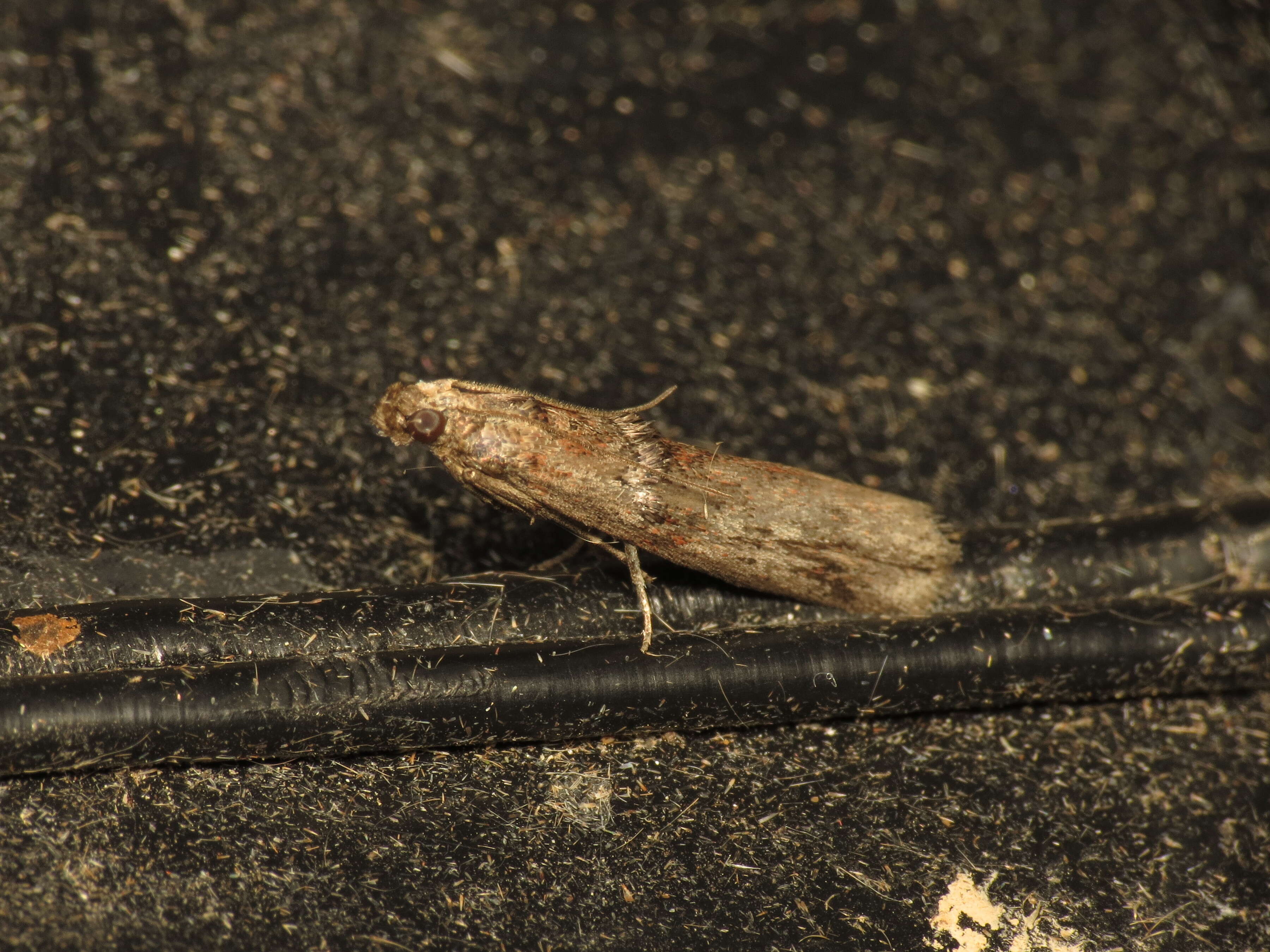 Image of Pempelia palumbella