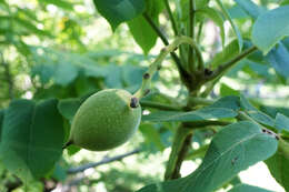 Image of Juglans ailantifolia