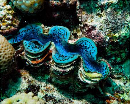 Image of Small giant clam